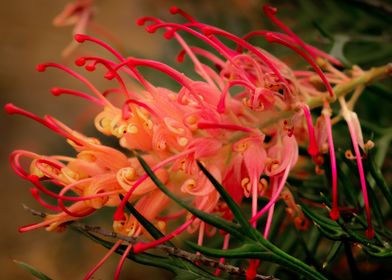 Australian Red Flower