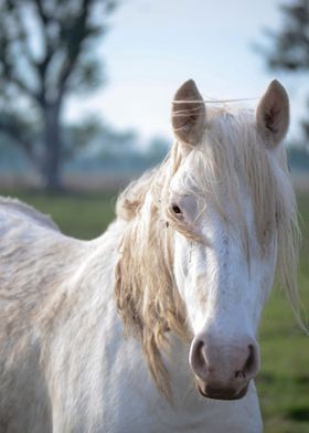 Caballos ARG