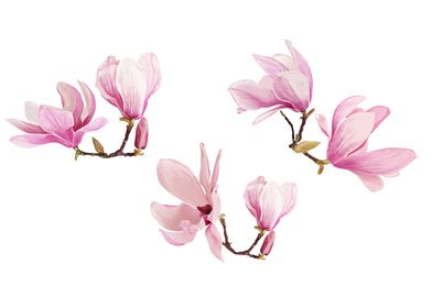 beautiful magnolia flowers