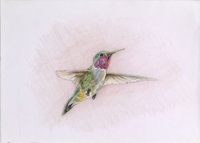 sugarbird