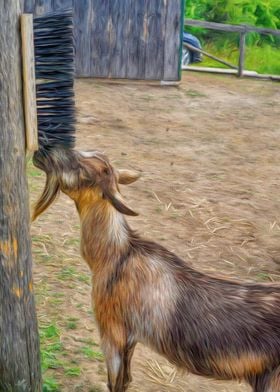 Itchy Goat