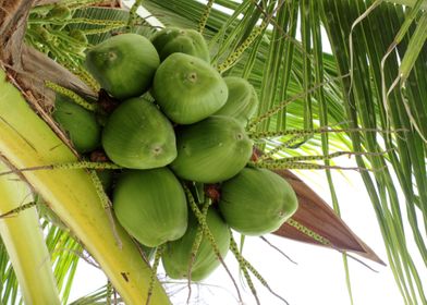 Stirrup Cay Coconuts