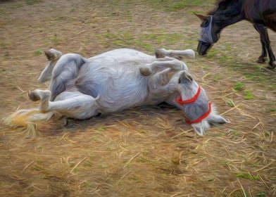 Donkey Rollover