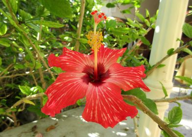 Bahamas Hibiscus