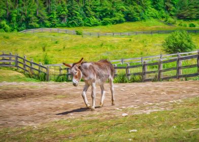 Donkey Walking 