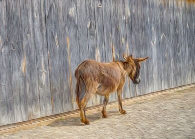 Donkey and Barn Wall