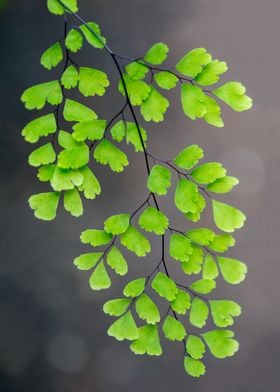 Maidenhair Fern on Gray