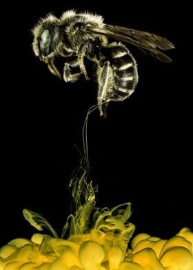 Bee with Yellow splash