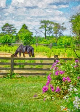 Donkey in the Field