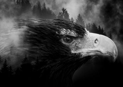 Eagle 5 Black&White