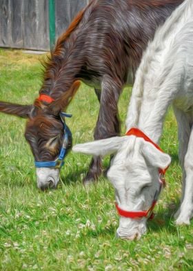 Two Donkeys Eating