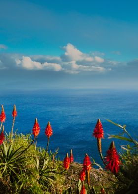 Madeira ViewPoint