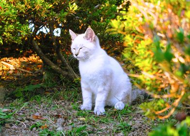 Kitty white