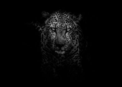 Leopard Black