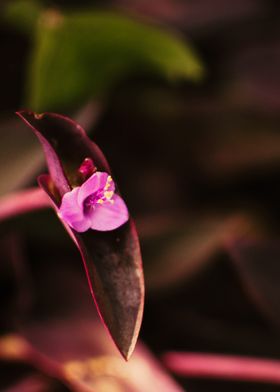 Purple Flower Blossom
