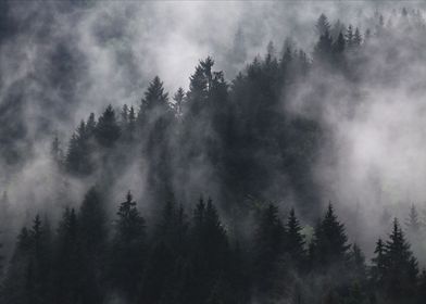 Misty Mountain Tree Tops