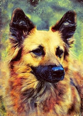 German Shepherd