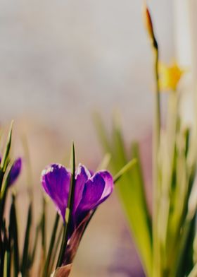 Purple Crocus Blossom