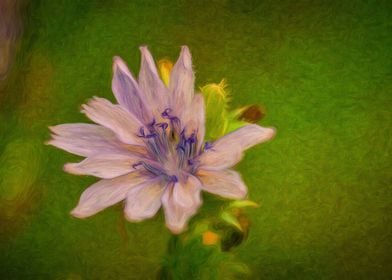 Pink Chickory Wildflower