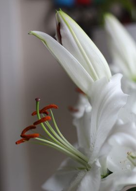 The beauty of the Lily