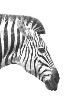 Black White Zebra Profile