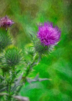 Thistle Wildflower