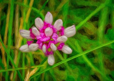 Pink Clover Wildflower