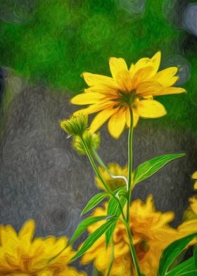 Coreopsis Flower