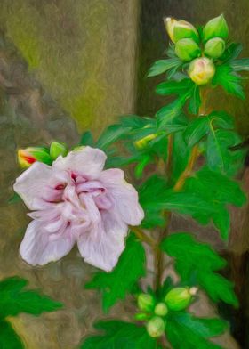 Rose of Sharon Bloom