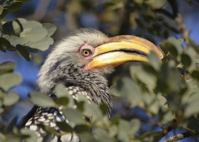 Yellow billed Hornbill 