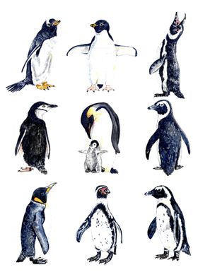 Posing Penguins