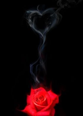 Burning Love Red Rose