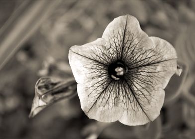 Colorless Flower
