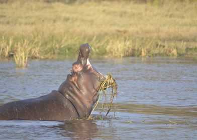 Big mouth Hippo