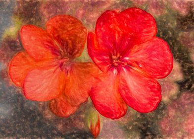 Cosmic Geranium Flowers