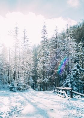 Blue Snow Forest