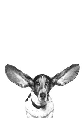 Black and White Dog Ears