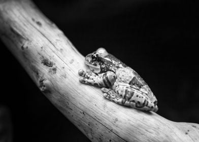 Amazonian milk frog