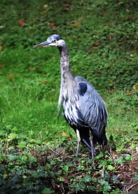 Great Blue Heron 2