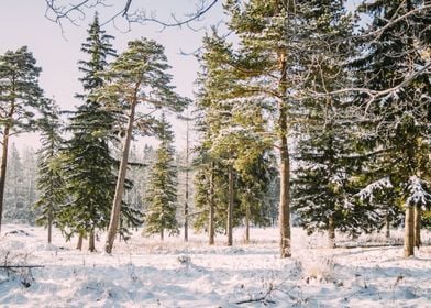 Sunlit Winter Trees