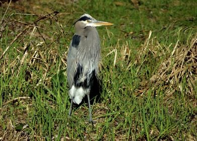 Great Blue Heron 1