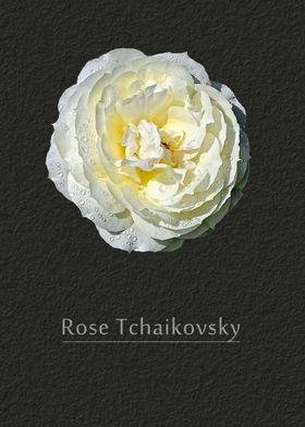 Rose Tchaikovsky