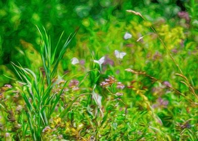 Butterflies in the Field