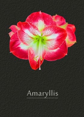 Amaryllis