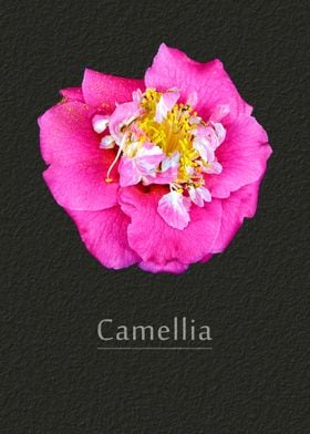 Camellia