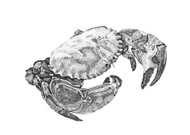 Cornish Crab 