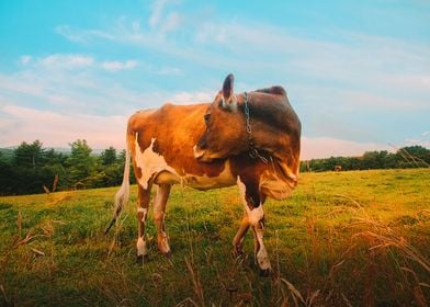 The Flirting Cow