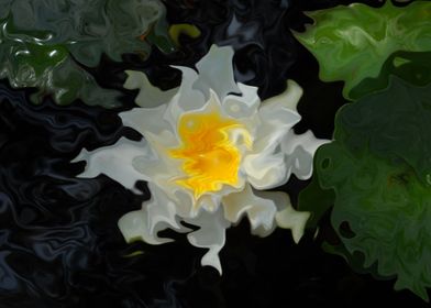 White Waterlily Swirls