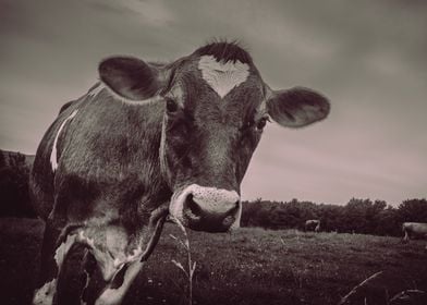 Curious Dairy Cow