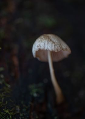 Delicate Mushroom